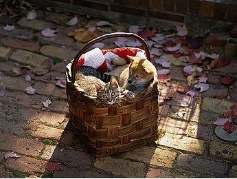 暗黑破坏神4steam上有吗？暗黑4steam可以玩吗？